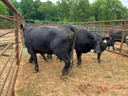 (2) BLACK COW/CALF PAIRS