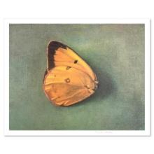 Tomar Levine "Single Butterfly" Limited Edition Lithograph on Paper