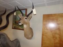 Exotic Reed Buck Head Mount from Africa (Office Upstairs)
