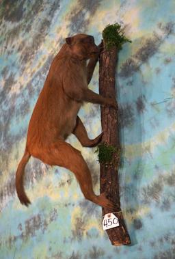 Asian Patas Monkey Full Body Mount Taxidermy