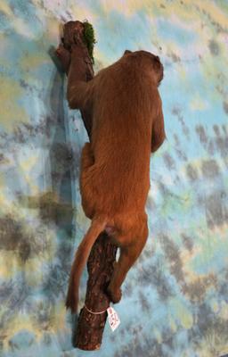 Asian Patas Monkey Full Body Mount Taxidermy