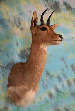African Southern Mountain Reedbuck Shoulder Taxidermy Mount