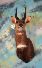 African Cape Bushbuck Shoulder Taxidermy Mount