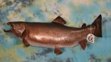 30" Real Skin Brown Trout Taxidermy Fish Mount