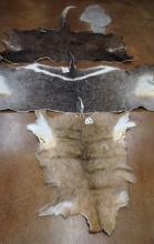 Three African Antelope Tanned Partial Backskins Taxidermy