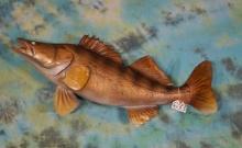 Brand New 35 1/2 Walleye Fiberglass Reproduction Taxidermy Fish Mount