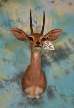 Gold Medal Record Book # 17 All Time SCI African Stienbuck Shoulder Taxidermy Mount