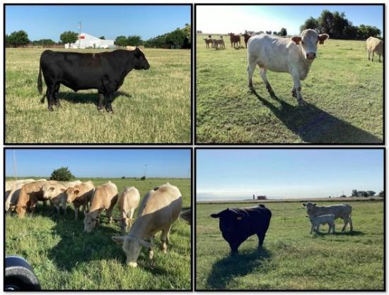 Cattle Herd Dispersal of Randy Gean Hollenbeck