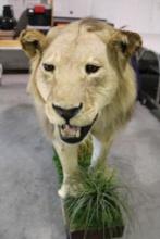 Full body mount of male African lion on floor stand. Texas residents only. Buyer responsible for all