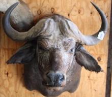 African Cape buffalo shoulder mount. Buyer responsible for all shipping arrangements.