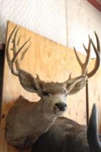 6x6 mule deer shoulder mount. Buyer responsible for all shipping arrangements.