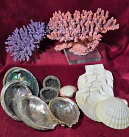 Collection of Shells and Coral