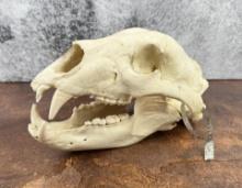 Alaskan Grizzly Bear Skull Tagged