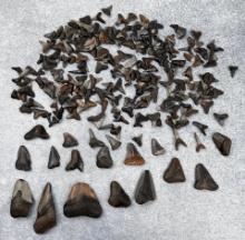 Large Group Of Fossil Shark Teeth
