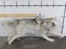 Very Nice Lifesize Running Female Wolf, no base, High Quality Mt TAXIDERMY