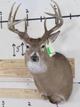Very Nice/Newer 9Pt Whitetail Sh Mt w/18" Spread TAXIDERMY