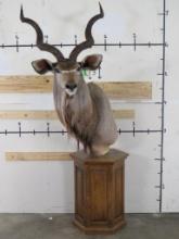 Kudu Pedestal Mt w/Removable TAXIDERMY