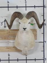 Dall Sheep Sh Mt w/Approx 22 1/4" Spread TAXIDERMY