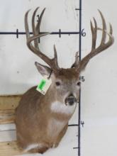 Nice/Newer 13 Pt Whitetail Sh Mt TAXIDERMY