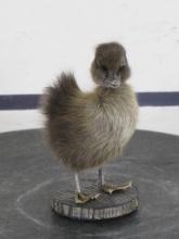 Adorable Lifesize Cayuga Duckling (Domestic) on Wood Base TAXIDERMY ODDITIES&CURIOSITIES