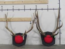 2 Elk Racks on Matching Plaques (ONE$) TAXIDERMY