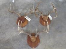 3 Very Respectable Whitetail Racks on Matching Plaques (ONE$) TAXIDERMY