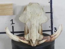 BIG Warthog Skull TAXIDERMY