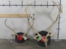 2 Caribou Racks on Matching Plaques (ONE$) TAXIDERMY