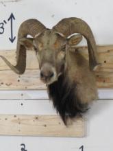 Old Mouflon Sh Mt -Rough TAXIDERMY