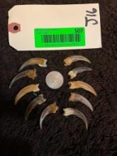 Set of 10 XXLG. North American Badger front claws. 1 1/2 inches long great taxidermy crafts