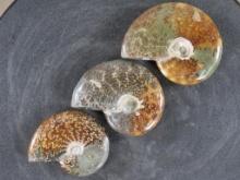 3 Beautifully Polished Whole Sutured Ammonite Fossils from Madagascar ROCKS,MINERALS,FOSSILS