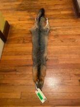 XXLG. Grey fox , fur, skin, 48 inches long, great taxidermy - log cabin decor