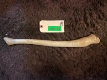 Rarely seen, Walrus penis bone or " Oosik " Excellent condition, 17 1/2 inches long, 9 inch base, ta