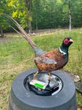 Beautiful Ringneck pheasant standing taxidermy mount, 22 inches tall X 25 inches long, great log cab