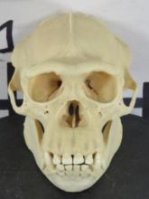 Very Cool Reproduction Chimpanzee Skull w/Removable Jaw TAXIDERMY