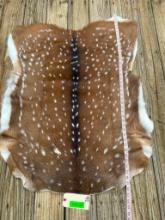 Beautiful, NEW Axis deer hide,, soft tanned, 41 inches long x 30 inches wide, excellent taxidermy ,