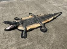 Awesome American Alligator Rug, Complete with head & all feet, with backing 10', BIG! Great Taxiderm