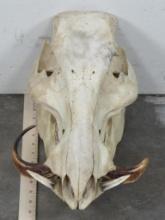 Very Rare Very Nice XL Giant Forest Hog Skull -Female TAXIDERMY