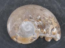 Beautiful Polished Shloenbacchia Ammonite Fossil w/Calcite Crystal ROCKS-MINERALS-CRYSTALS