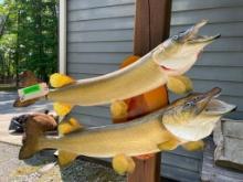 2 Awesome looking Northern Pike, fish, taxidermy mounts on a wood base 36 & 37 1/2 inches long great