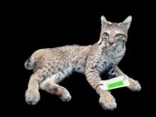 Awesome , laying down Bobcat, taxidermy mount, 24 inches long, 20 inches wide, 13 inches tall, great