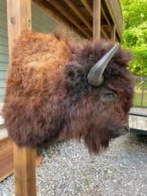 NEW, taxidermy, BIG, Buffalo-Bison shoulder mount 44 inches tall, 34 inches out from the wall, the R