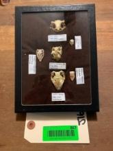 Awesome collection, of 6 different kinds of Indonesia Reptile skulls, in display 8 1/4 X 6 1/4 inche