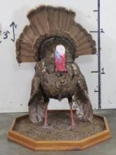 Lifesize Strutting Turkey On base TAXIDERMY