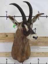 Roan Antelope Sh Mt TAXIDERMY