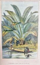 Horto Van Houtteano Polynesian Botanical Prints