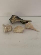 GROUP OF FOUR CONCH SHELLS