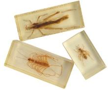 Three Unique Insects Encased in Resin (KDW)