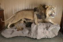 African Lion Full Body Taxidermy Mount