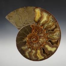 7" Fossil Ammonite nicely cut and polished. 145-165 million years old.